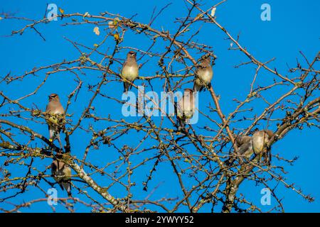 Eine Gruppe von Zedernwachs (Bombycilla cedrorum), die in einem Baum in Kirkland, Washington State, USA, thront. Stockfoto