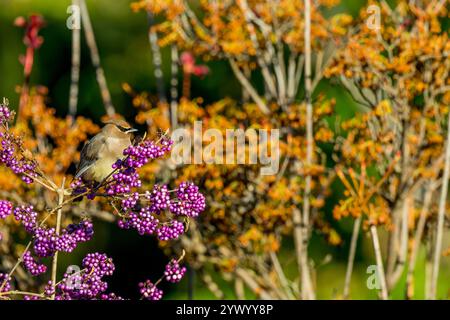 Ein Zedernwachs (Bombycilla cedrorum) ernährt sich von Beauty Beeren in Kirkland, Washington State, USA. Stockfoto