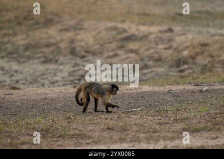 Ein brauner Kapuziner (Cebus paella) oder getufteter Kapuziner ist ein Neumünder, der auf dem Boden in der Nähe der Piuval Lodge im Northern Pantanal, Bundesstaat, spaziert Stockfoto