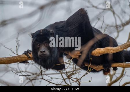 Ein Brüllaffen in einem Baum in der Nähe der Piuval Lodge im nördlichen Pantanal, Bundesstaat Mato Grosso, Brasilien. Stockfoto