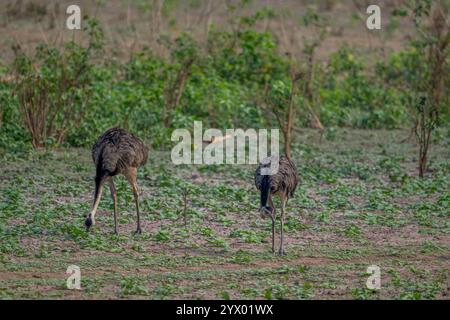 Greater rheas (Rhea americana), ein flugunfähiger Vogel, der im Grasland nahe der Piuval Lodge im nördlichen Pantanal, Bundesstaat Mato Grosso, Braz, lebt Stockfoto