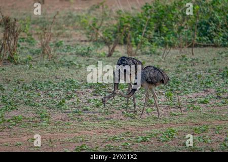 Greater rheas (Rhea americana), ein flugunfähiger Vogel, der im Grasland nahe der Piuval Lodge im nördlichen Pantanal, Bundesstaat Mato Grosso, Braz, lebt Stockfoto