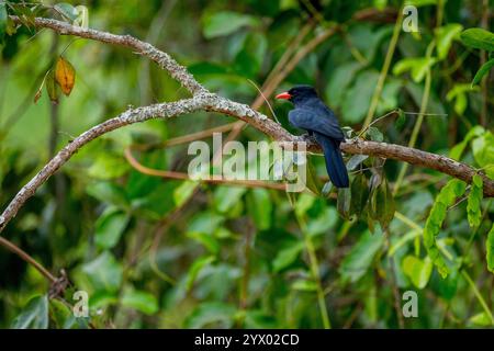 Ein Nunvogel mit schwarzer Front (Monasa nigrifrons) in einem Baum in der Nähe der Piuval Lodge im nördlichen Pantanal, Bundesstaat Mato Grosso, Brasilien. Stockfoto