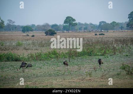 Greater rheas (Rhea americana), ein flugunfähiger Vogel, der im Grasland nahe der Piuval Lodge im nördlichen Pantanal, Bundesstaat Mato Grosso, Braz, lebt Stockfoto