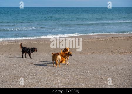 Drei Hunde spielen am Strand. Einer ist schwarz, einer braun und einer gelb Stockfoto
