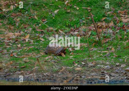 Eine Rotfußschildkröte (Chelonoidis carbonarius) in der Nähe der Piuval Lodge im nördlichen Pantanal, Bundesstaat Mato Grosso, Brasilien. Stockfoto