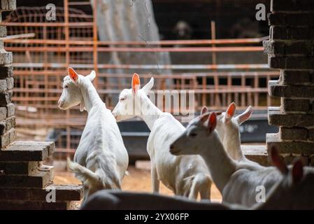 Gruppe von weißen Ziegen in der Scheune Stockfoto