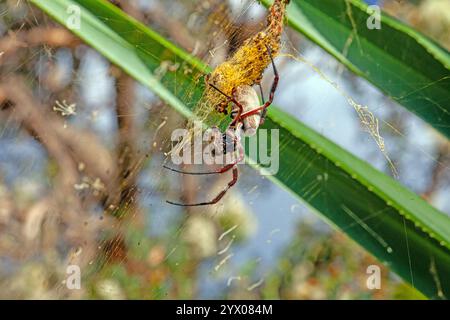 Nahaufnahme einer goldenen Kugel-Weberspinne in kompliziertem Netz, die lebendige Muster und zarte Details bei Tageslicht hervorhebt Stockfoto