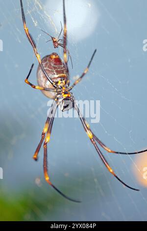 Nahaufnahme einer goldenen Kugel-Weberspinne in kompliziertem Netz, die lebendige Muster und zarte Details bei Tageslicht hervorhebt Stockfoto