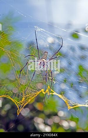Nahaufnahme einer goldenen Kugel-Weberspinne in kompliziertem Netz, die lebendige Muster und zarte Details bei Tageslicht hervorhebt Stockfoto