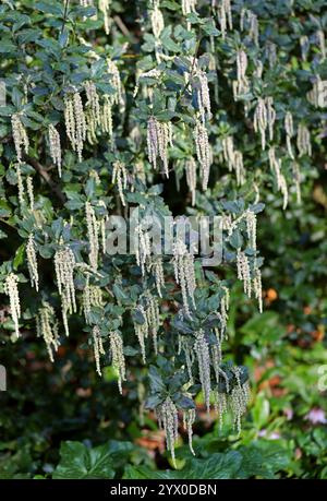 Coast Silk-Quaste auch bekannt als Silk Quastsel Bush oder Wavyleaf Silktassel, Garrya elliptica, Garryaceae. Kalifornien, USA. Stockfoto