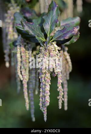 Coast Silk-Quaste auch bekannt als Silk Quastsel Bush oder Wavyleaf Silktassel, Garrya elliptica, Garryaceae. Kalifornien, USA. Stockfoto