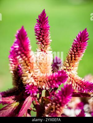 Interessante wies rosa Blumen auf grünem Hintergrund isoliert. Stockfoto