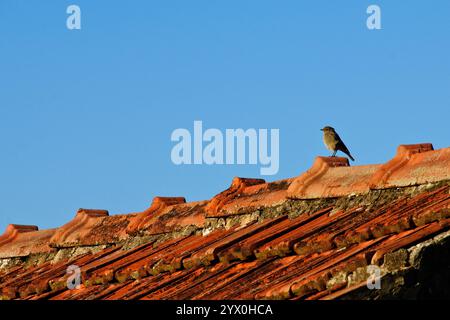 Kleiner Spatzen auf dem Dach an sonnigem Tag Stockfoto