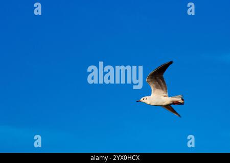 Möwe, die anmutig im klaren blauen Himmel mit ausgestreckten Flügeln schweben Stockfoto