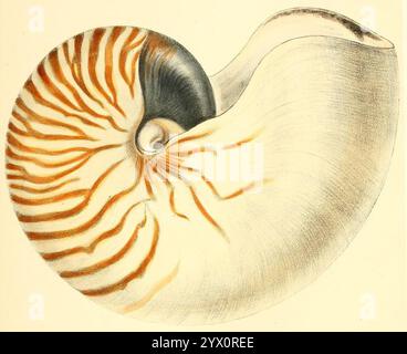 Conchologia iconica oder Abbildungen der Muscheln von Weichtieren (1860) (20678161375). Stockfoto