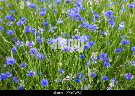 Ein Feld mit leuchtend blauen Kornblumen, das an einem sonnigen Sommertag auf einer üppig grünen Wiese blüht und eine malerische natürliche Landschaft schafft Stockfoto