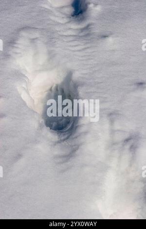 Eine detaillierte Nahaufnahme eines Grizzlybären-Pfotendrucks im Spätwinter oder Frühjahrsschnee, die die Anwesenheit eines gefährlichen, aktiven Bären unterstreicht. Stockfoto