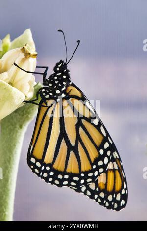Majestätische Schönheit eines Monarchschmetterlings, der auf einer Kronenblumenpflanze ruht. Stockfoto
