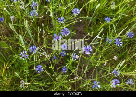 Blühende blaue Kornblumen und junge Weizenspitzen wachsen an einem sonnigen Sommertag auf einer üppig grünen Wiese zusammen Stockfoto