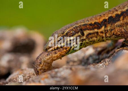 Mauerechse (Podarcis muralis), fressraupe, Kaiserstuhl, Baden-Württemberg, Deutschland, Europa Stockfoto