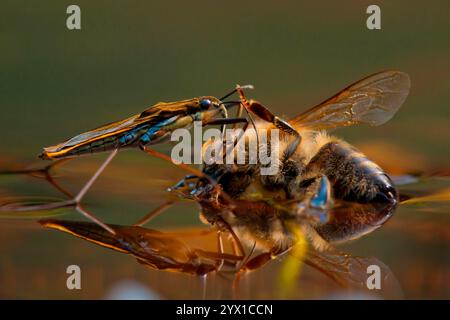 Sandpiper (Gerris lacustris), westliche Honigbiene (APIs mellifera), Rheinland-Pfalz, Deutschland, Europa Stockfoto