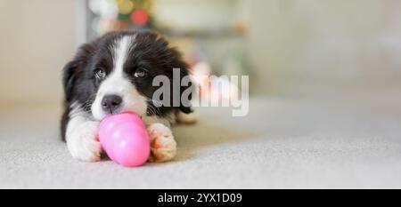 Niedlicher kleiner Border Collie männlicher Welpe auf dem Teppichboden, der mit rosafarbenem Gummispielzeug spielt. Hund, der ein Spielzeug kaut. Stockfoto
