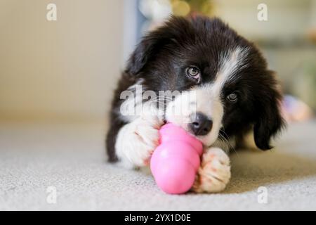 Niedlicher kleiner Border Collie männlicher Welpe auf dem Teppichboden, der mit rosafarbenem Gummispielzeug spielt. Hund, der ein Spielzeug kaut. Stockfoto