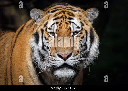 Majestätischer bengalischer Tiger, der direkt mit Intensität in einem dramatischen Porträt-Nahaufnahme starrt Stockfoto