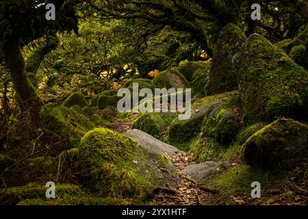 Mystischer Waldweg mit moosbedeckten Felsen und Bäumen Stockfoto