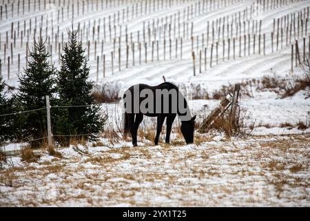 Schwarzes Pferd auf einer Weide in Wisconsin neben einem Ginsengfeld, horizontal Stockfoto