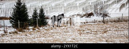 Schwarzes Pferd auf einer Weide in Wisconsin neben einem Ginsengfeld, Panorama Stockfoto