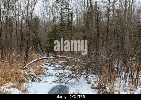 Winterberry (Ilex verticillata) über einem Bach in einem Wald von Wisconsin mit Schnee, horizontal Stockfoto