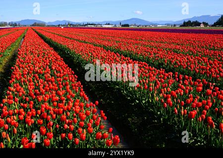 Rote Tulpen in der Blüte auf landwirtschaftlichem Feld im Skagit-Tal Stockfoto