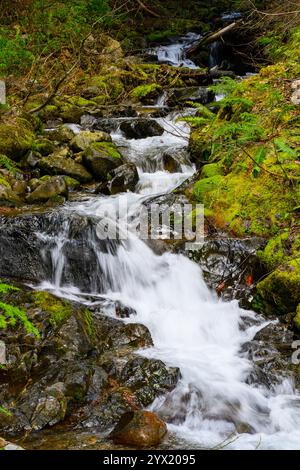 Der pazifische Nordwest-Gebirgsbach fällt durch die moosige Landschaft Stockfoto
