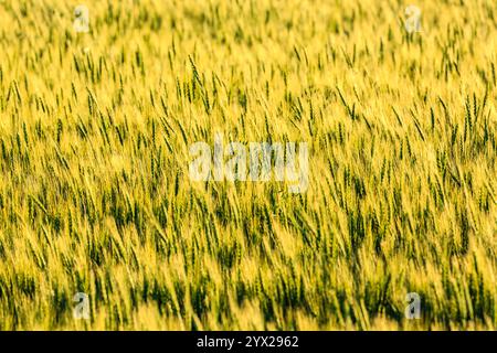 Ein Feld mit hohem Gras mit einer hellgelben Farbe. Das Gras ist hoch und grün, und es sieht aus, als ob es sich im Wind bewegt. Das Feld ist riesig und offen. Stockfoto