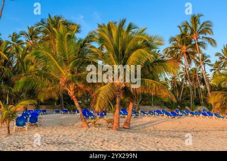 Ein Strand mit Palmen und blauen Stühlen. Die Stühle sind in Reihen angeordnet und leer. Die Palmen sind hoch und grün, und der Himmel ist blau. Die sc Stockfoto