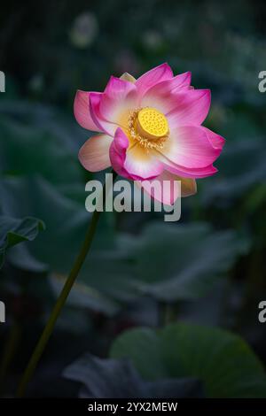 Vacratot, Ungarn - schöner rosa heiliger Lotus, indischer Lotus (Nelumbo Nucifera) oder einfach Wasserlilie ist eine von zwei noch existierenden Arten von Wasserpflanzen in Stockfoto