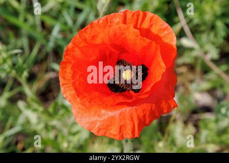 Papaver ist eine Pflanzengattung aus der Familie der papaveraceae. Eine einzelne rote Mohnblume auf einem grünen Feld. Nahaufnahme Naturfoto mit hellem Frühlingsvegeta Stockfoto