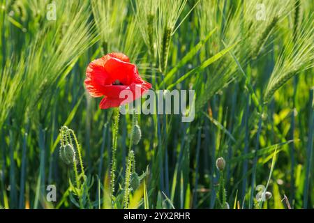 Papaver ist eine Pflanzengattung aus der Familie der papaveraceae. Eine einzelne rote Mohnblume auf einem grünen Gerstenfeld. Nahaufnahme Naturfoto mit hellem Frühling Stockfoto