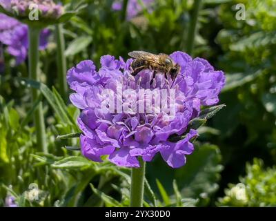 Nahaufnahme einer Biene auf einem cape Gänseblümchen in der Natur Stockfoto