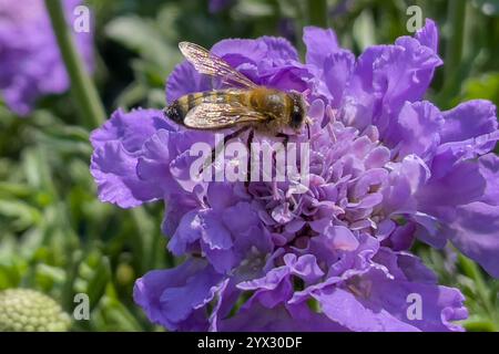 Nahaufnahme einer Biene auf einem cape Gänseblümchen in der Natur Stockfoto