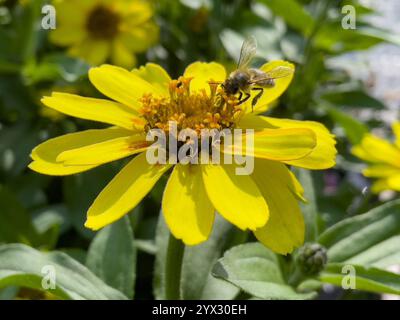 Nahaufnahme einer Biene auf einem cape Gänseblümchen in der Natur Stockfoto