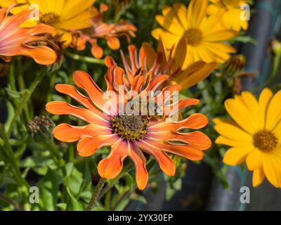 Nahaufnahme einer Biene auf einem cape Gänseblümchen in der Natur Stockfoto