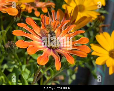 Nahaufnahme einer Biene auf einem cape Gänseblümchen in der Natur Stockfoto