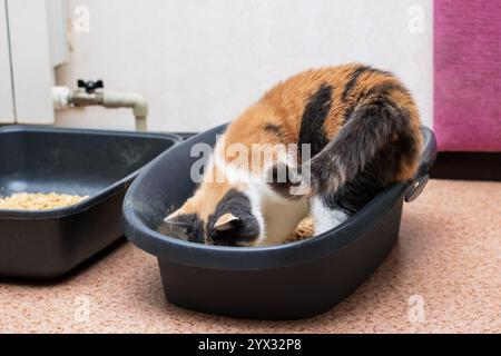 Eine schöne Calico-Katze sitzt bequem in einem schwarzen Katzenklo und genießt einen Moment der Ruhe und Entspannung in seiner gemütlichen Umgebung Stockfoto