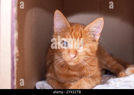 Eine orangene Katze liegt bequem in einem Karton, während sie neugierig zur Decke darüber blickt Stockfoto