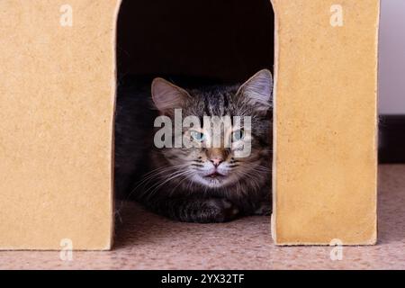 Eine wunderschöne Katze mit auffälligen blauen Augen liegt bequem in einer gemütlichen Pappschachtel und genießt die Umgebung in Ruhe Stockfoto