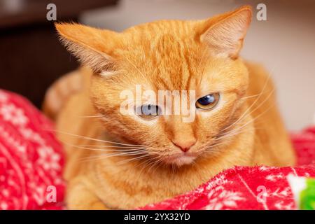 Eine orangene Katze schläft friedlich auf einer gemütlichen roten Decke und genießt ihr Nickerchen an einem warmen und komfortablen Ort Stockfoto