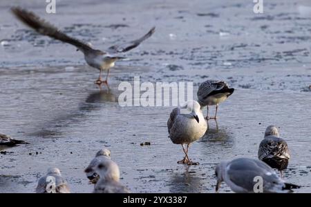 Die junge europäische Heringsmöwe Stockfoto